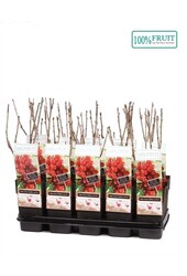 Ribes rubrum Jonkheer van Tets P15