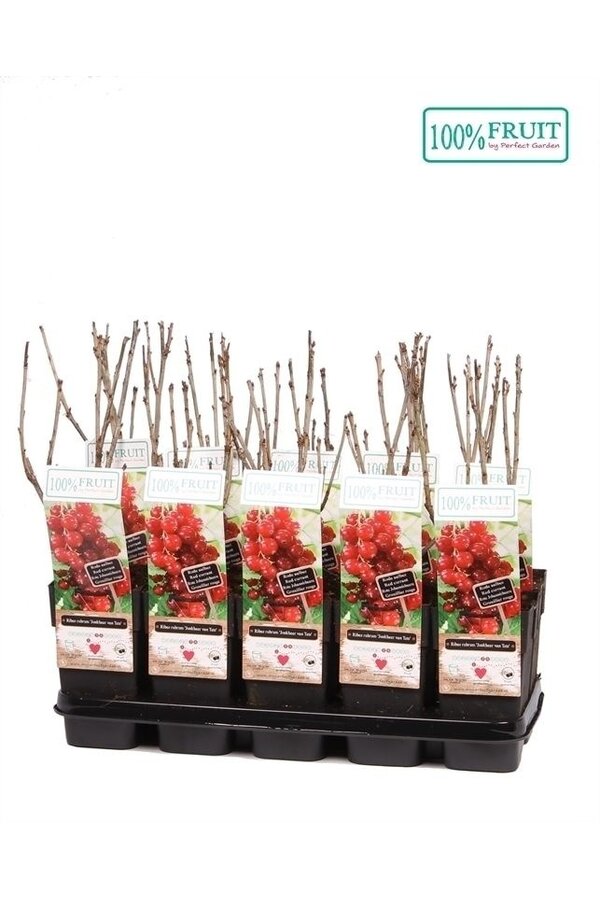 Ribes rubrum Jonkheer van Tets P15