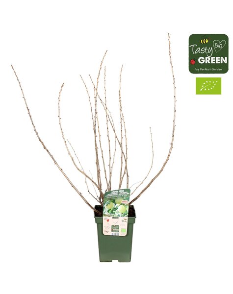 Ribes uva-crispa Easycrisp® Mr. Green® Bio P23