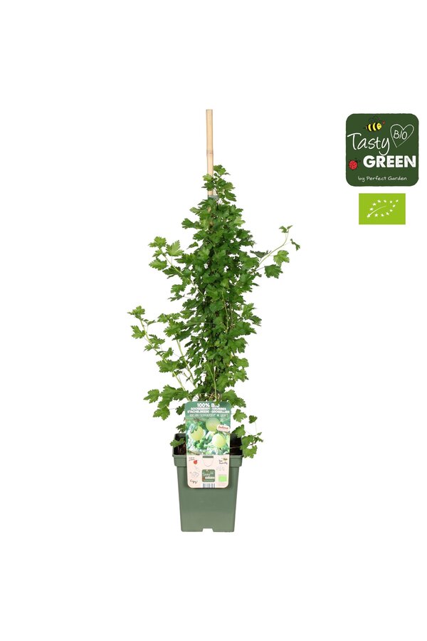 Ribes uva-crispa Easycrisp® Mr. Green® Bio P23