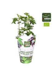Ribes Low® Little Black Sugar® Bio P14