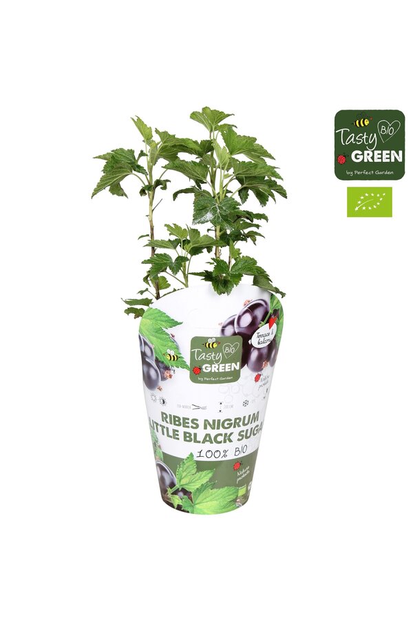 Ribes Low® Little Black Sugar® Bio P14