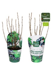 Ribes Low® Little Black Sugar® Bio P14