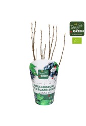 Ribes Low® Little Black Sugar® Bio P14