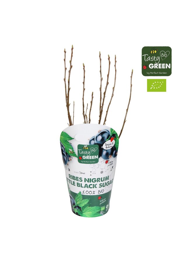 Ribes Low® Little Black Sugar® Bio P14