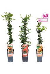 Pyracantha mix tray P15