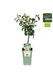 Pyrus communis Doyenne du Comice Bio P19