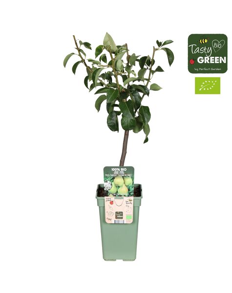 Pyrus communis Doyenne du Comice Bio P19