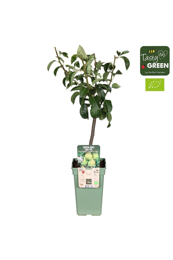 Pyrus communis Doyenne du Comice Bio P19