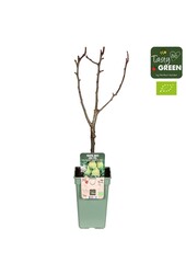 Pyrus communis Doyenne du Comice Bio P19