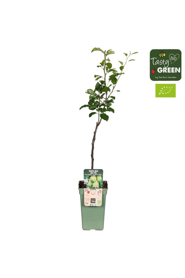 Pyrus communis Doyenne du Comice Bio P19