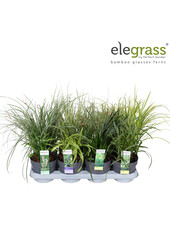Grassen mix tray - Elegrass Hardy and Evergreen P14