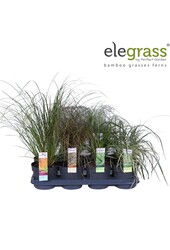 Grassen mix tray - Elegrass Hardy and Evergreen P14