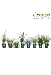 Grassen mix tray - Elegrass Hardy and Evergreen P14