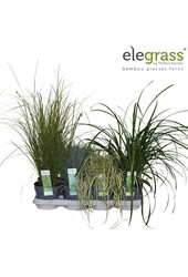 Grassen mix tray - Elegrass Hardy and Evergreen P14