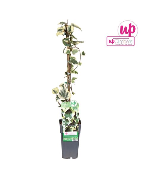 Hedera colchica Dentata Variegata P15