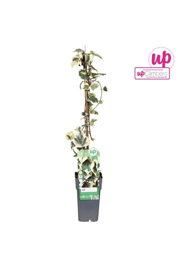 Hedera colchica Dentata Variegata P15