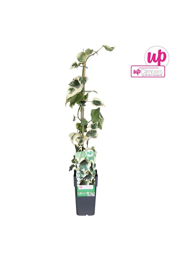 Hedera colchica Dentata Variegata P15
