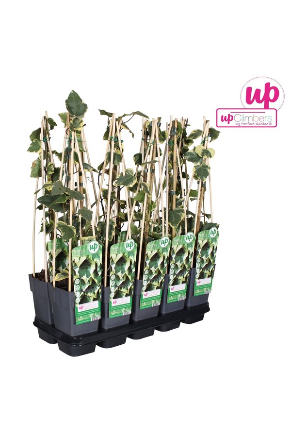 Hedera colchica Dentata Variegata P15