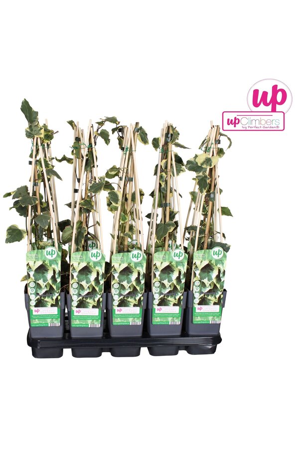 Hedera colchica Dentata Variegata P15