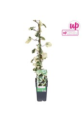 Hedera colchica Dentata Variegata P15