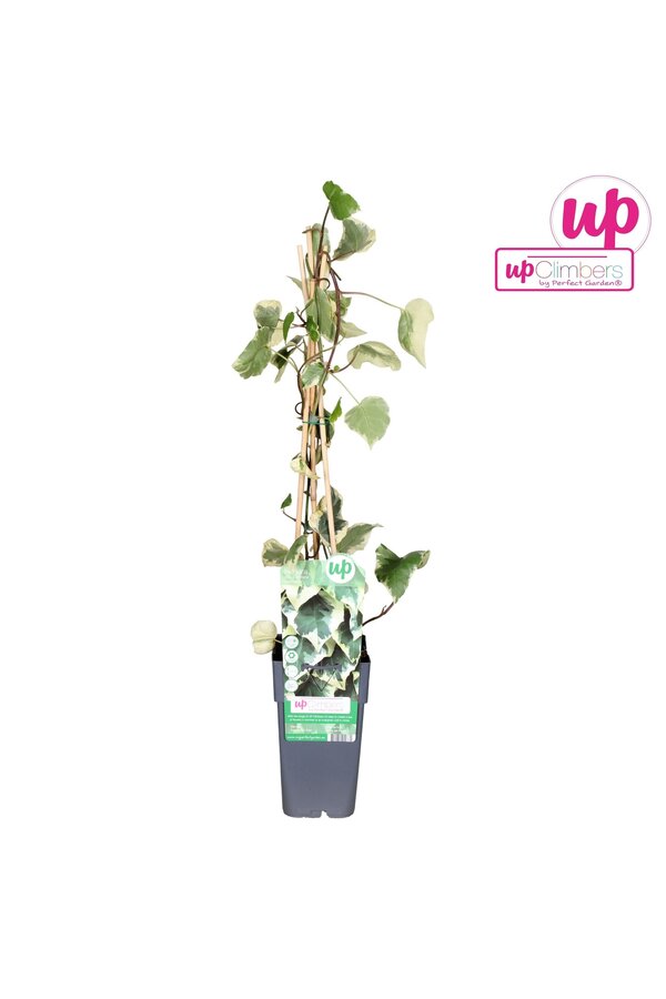 Hedera colchica Dentata Variegata P15