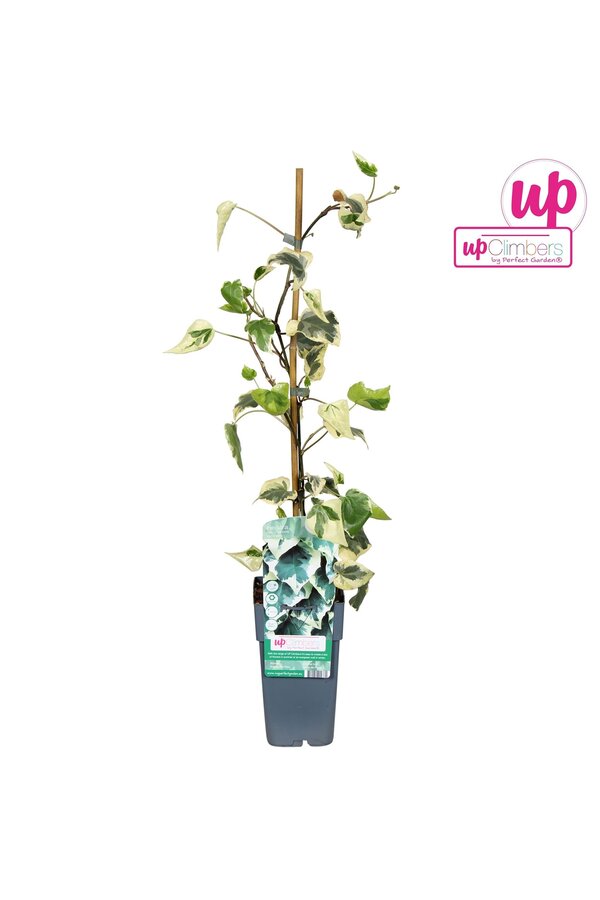 Hedera colchica Dentata Variegata P15