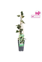 Hedera colchica Dentata Variegata P15