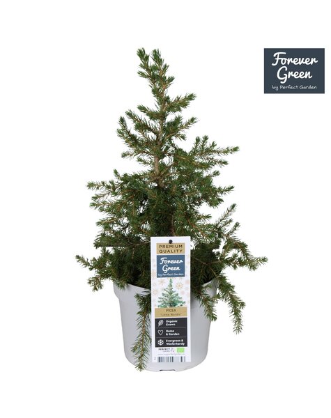 Picea glauca Little Nordic P19 Bio - (Conica familie)