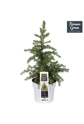Picea glauca Little Nordic P19 Bio - (Conica familie)