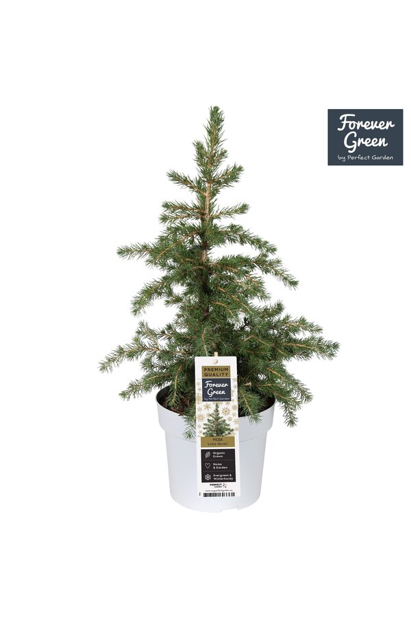 Picea glauca Little Nordic P19 Bio - (famille Conica)
