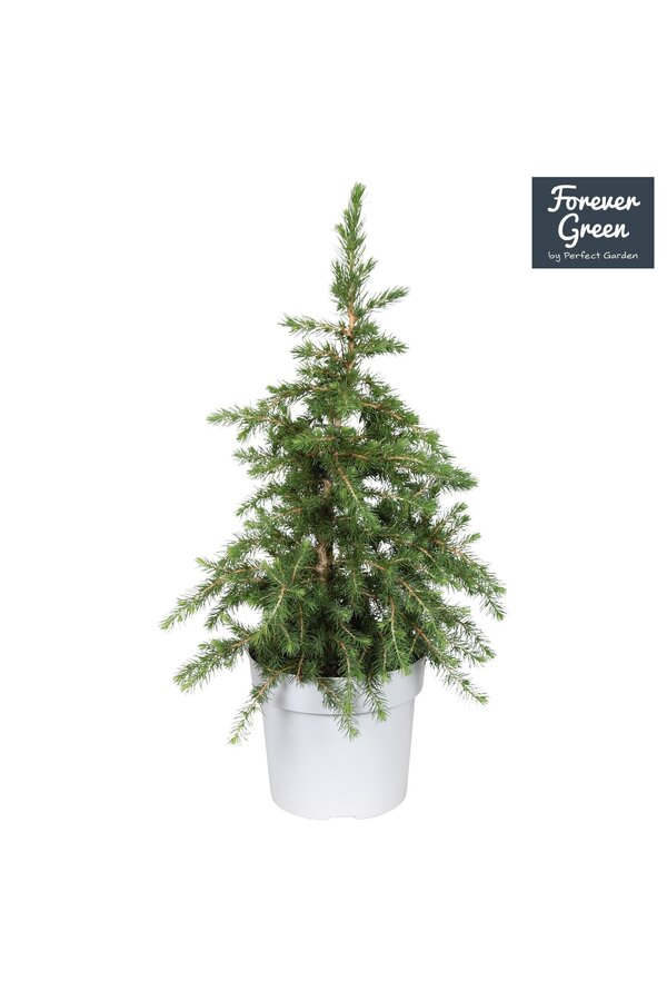 Picea glauca Little Nordic P19 Bio - (Conica familie)