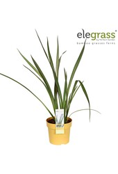 Phormium Wings of Gold P14