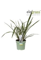 Phormium Wings of Gold P14