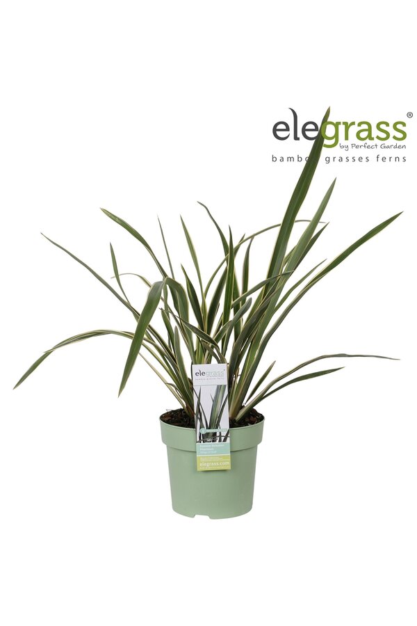 Phormium Wings of Gold P14