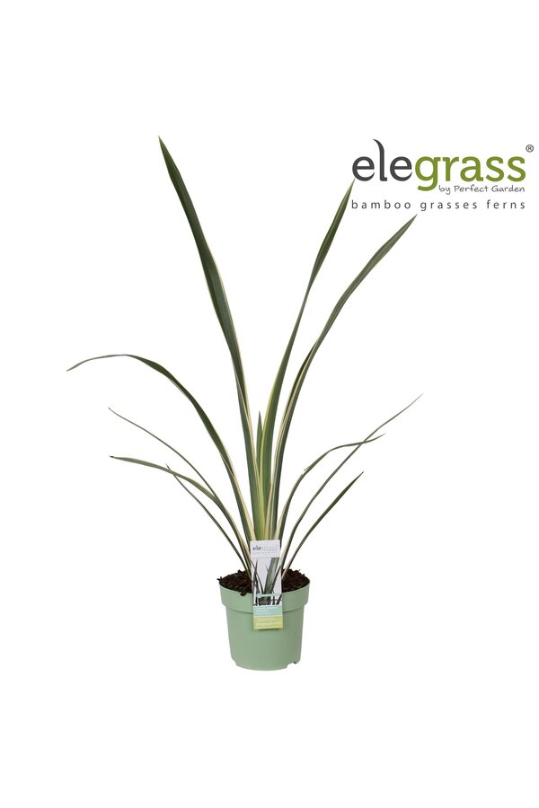 Phormium Wings of Gold P14