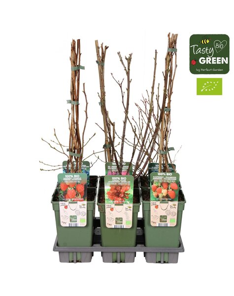 Fruit mix tray bio P19 standaard