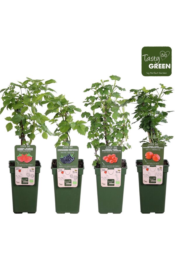 Fruit mix tray bio P19 standaard