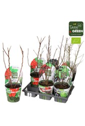 Fruit mix tray potcover Bio P14