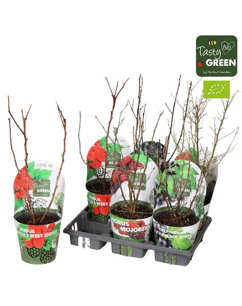 Fruit mix tray potcover Bio P14