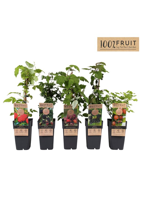 Fruit mix tray standaard P15