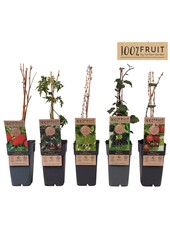 Fruit mix tray standaard P15