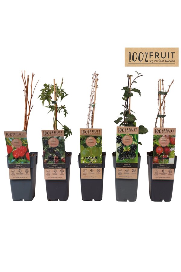 Fruit mix tray standaard P15