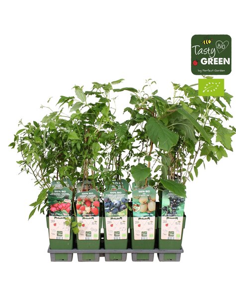 Fruit mix tray bio standaard P15