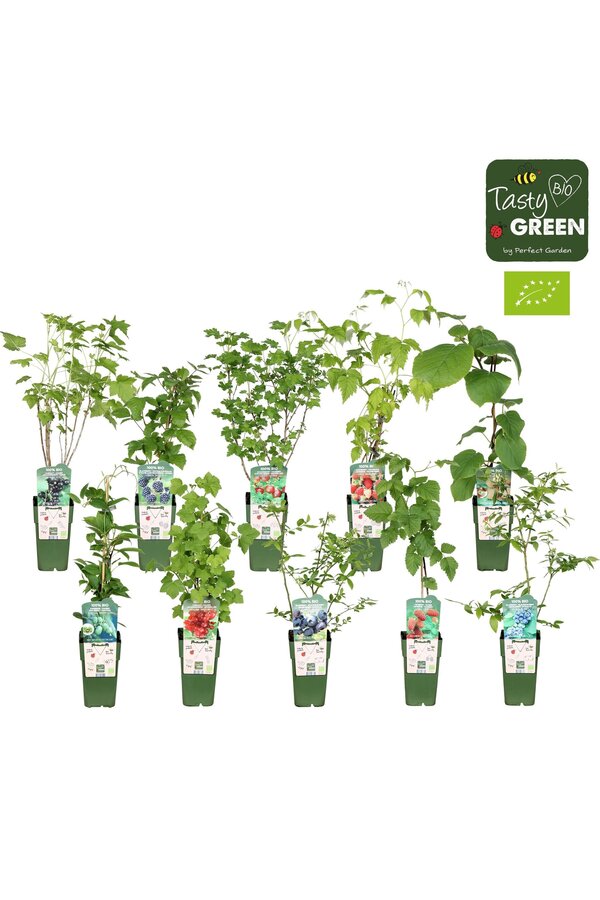 Fruit mix tray bio standaard P15