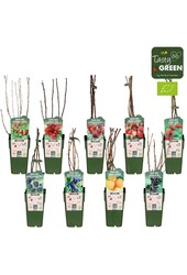 Fruit mix tray bio standaard P15