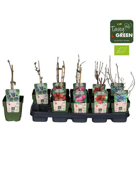 Fruit mix tray bio standaard P13 (6x6)