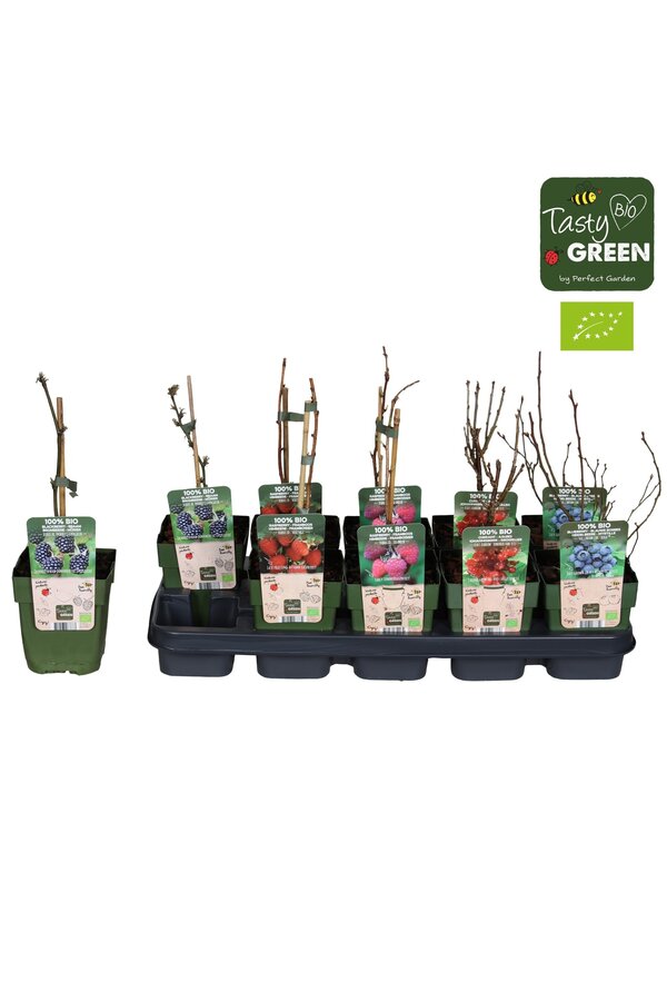 Fruit mix tray bio standaard P13 (6x6)