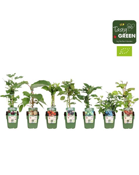 Fruit mix tray bio exclusief P13