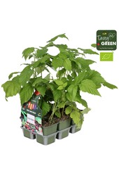 Rubus mix lot de 6 bio P9